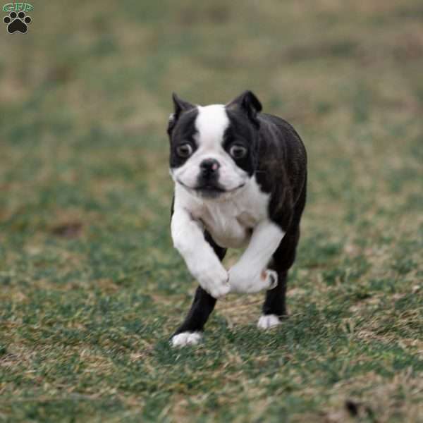 Rusty, Boston Terrier Puppy